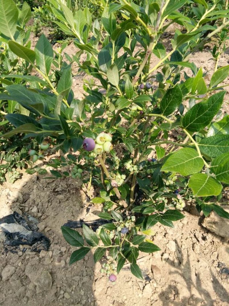 蓝莓鲜果4~6mm以上