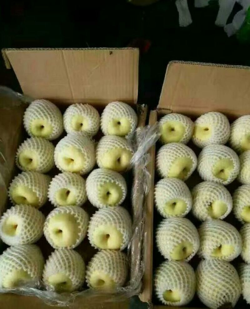 酥梨250~300g纸袋