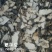 猪苓猪屎苓个
