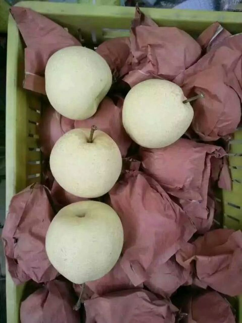 礼泉酥梨200~250g纸袋
