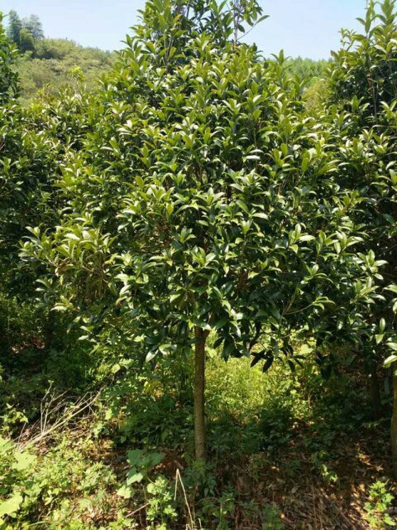 八月桂8~10cm2.5~3米2~3米