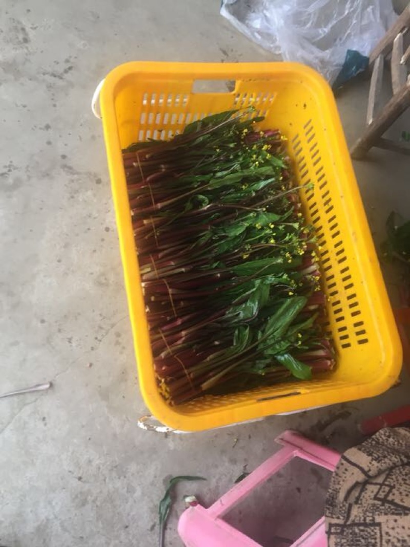 红菜苔