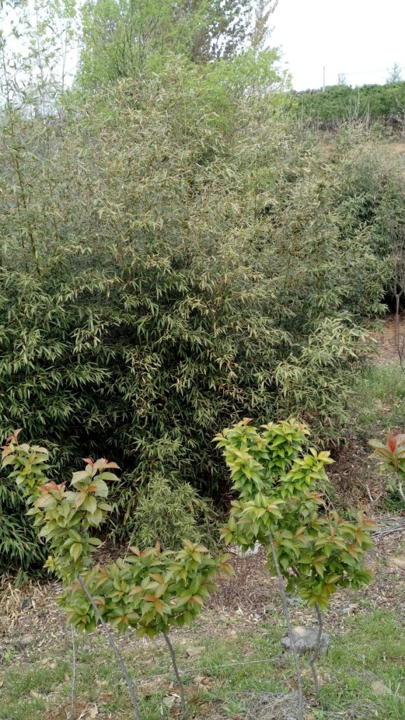 竹子2~3m