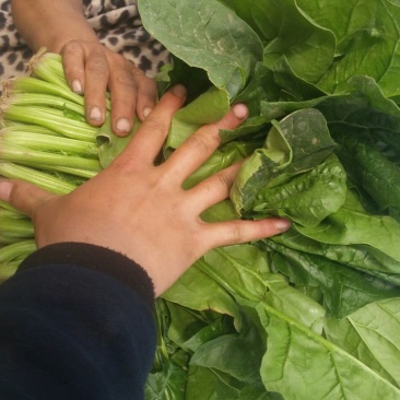 菠菜30~35厘米