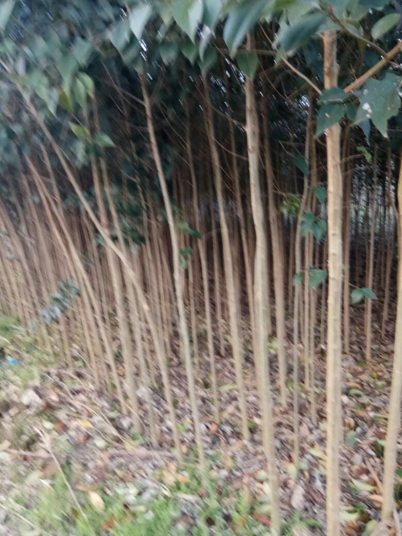 大叶女贞4cm以下