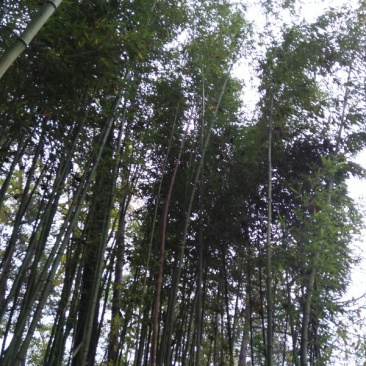 竹子11~12m