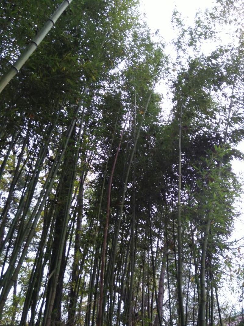 竹子9~10m