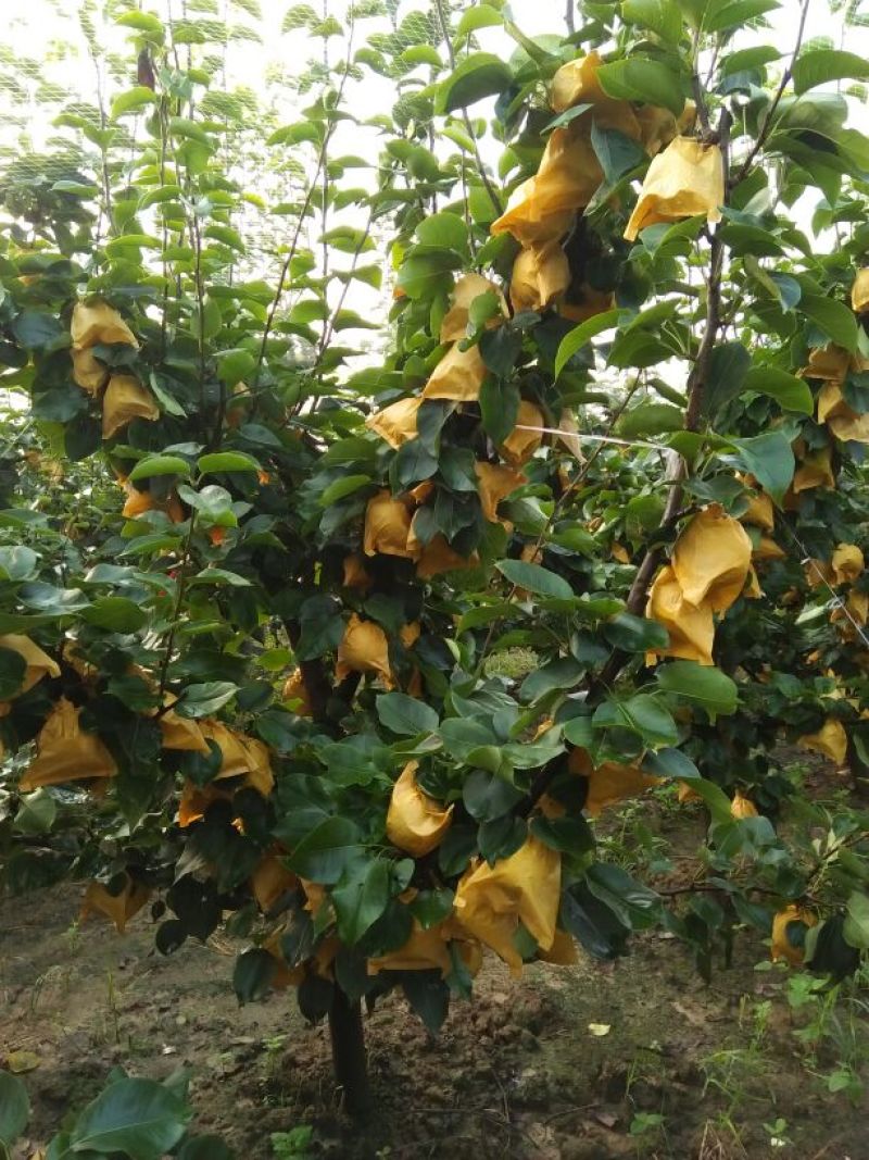 黄金梨500~550g纸箱