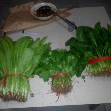 大叶菠菜25~30厘米