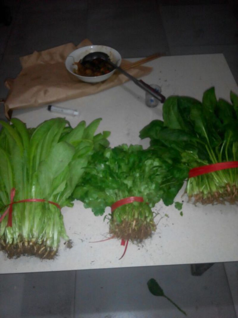 大叶菠菜25~30厘米