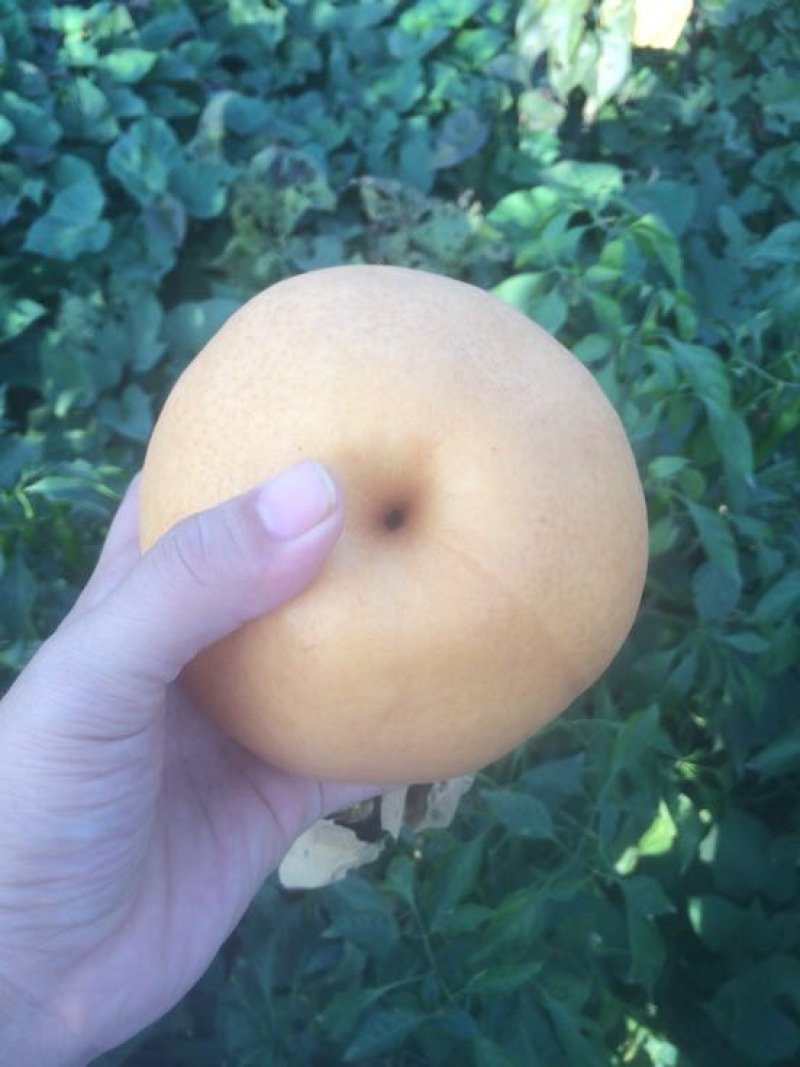 晚秋黄梨
