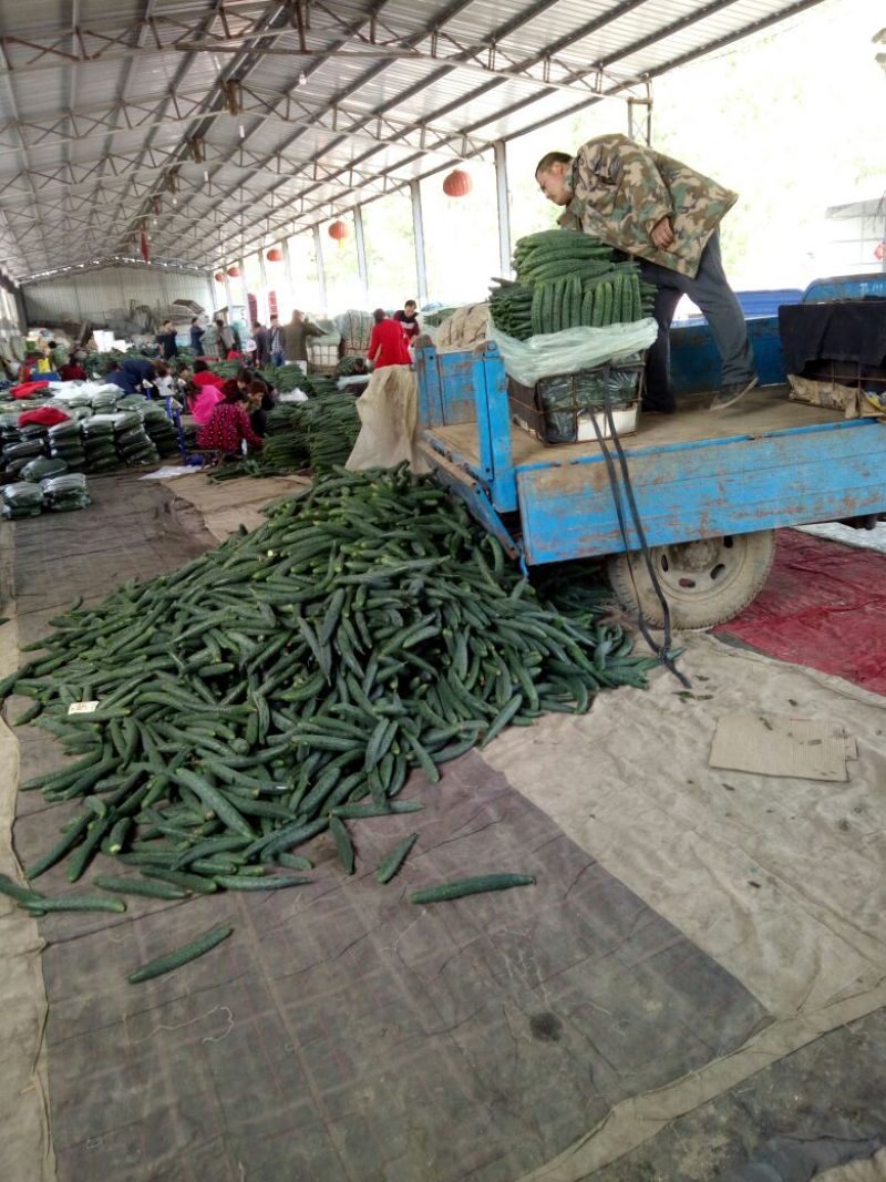 中国版纳黄瓜干花带刺