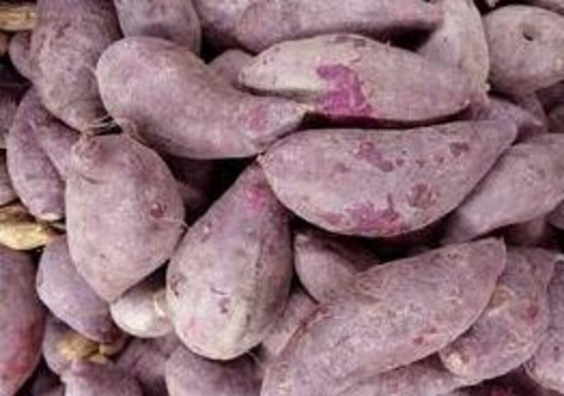 四川薯国之乡原生态种植紫薯，红薯单65克以上