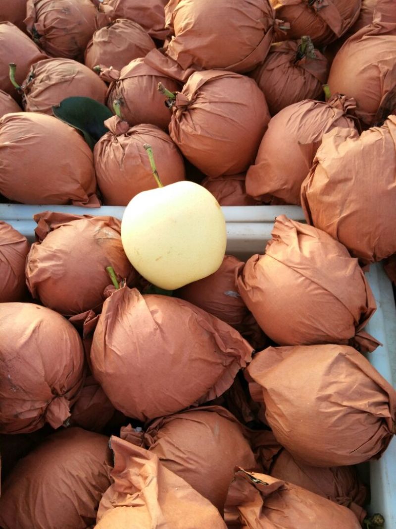 皇冠梨300~350g纸箱