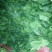 大叶菠菜25~30厘米