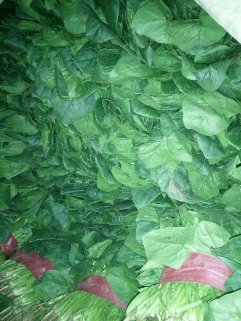 大叶菠菜25~30厘米
