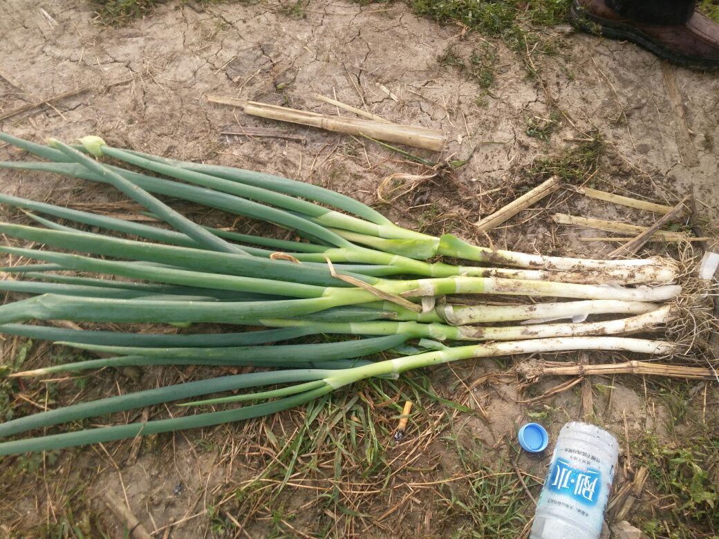 钢葱大葱安徽阜阳临泉县_批发_供应-一亩田农