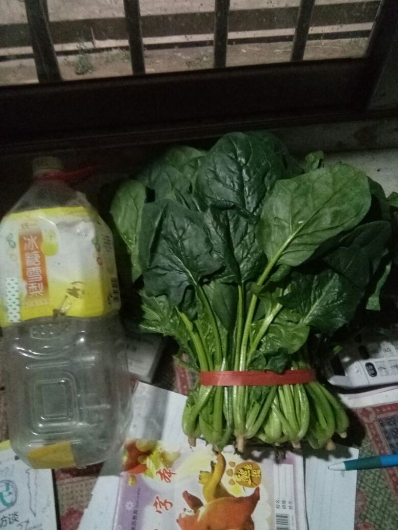 大叶菠菜40cm