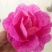 玫瑰花茶