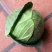 大包菜（铁头包菜）