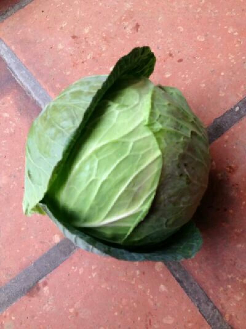 大包菜（铁头包菜）