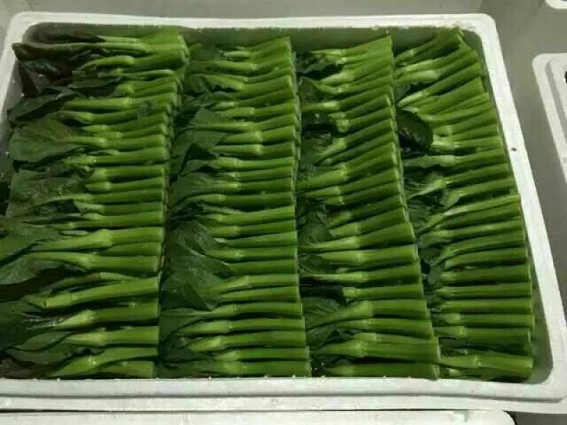 菜苔