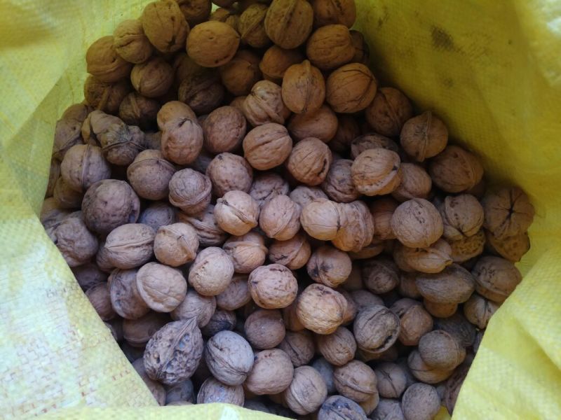 薄皮核桃30mm以上去皮干