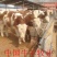 西门塔尔牛犊，纯种西门塔尔牛牛犊100~200kg