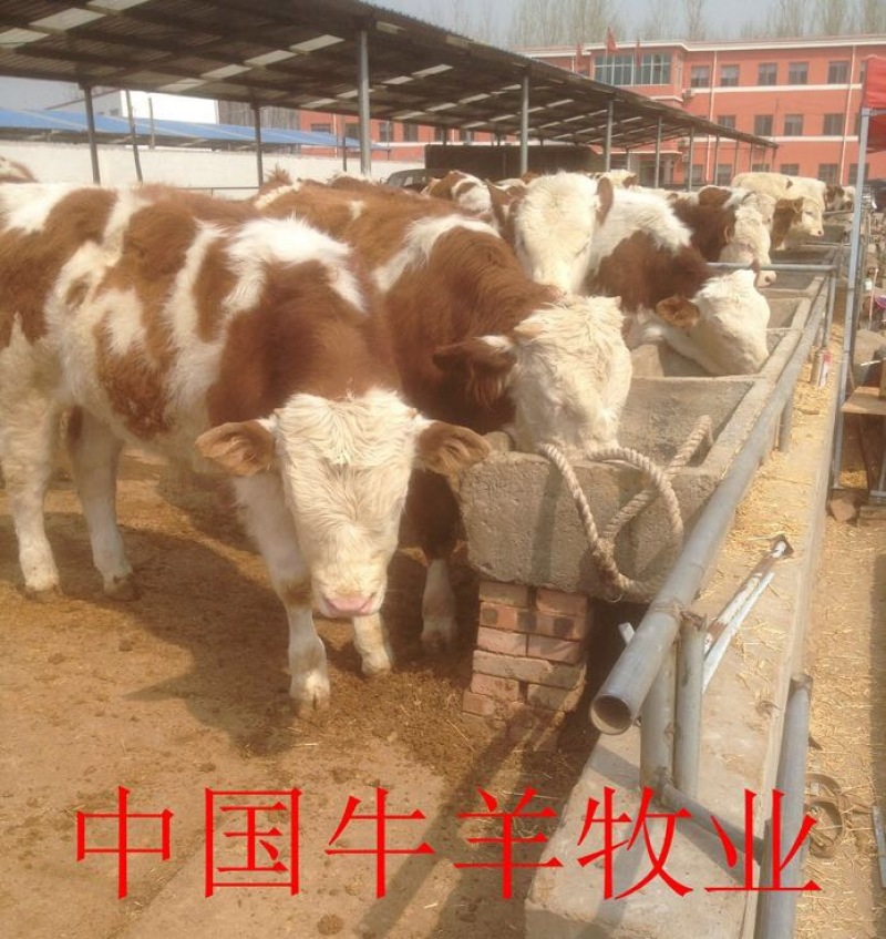 西门塔尔牛犊，纯种西门塔尔牛牛犊100~200kg