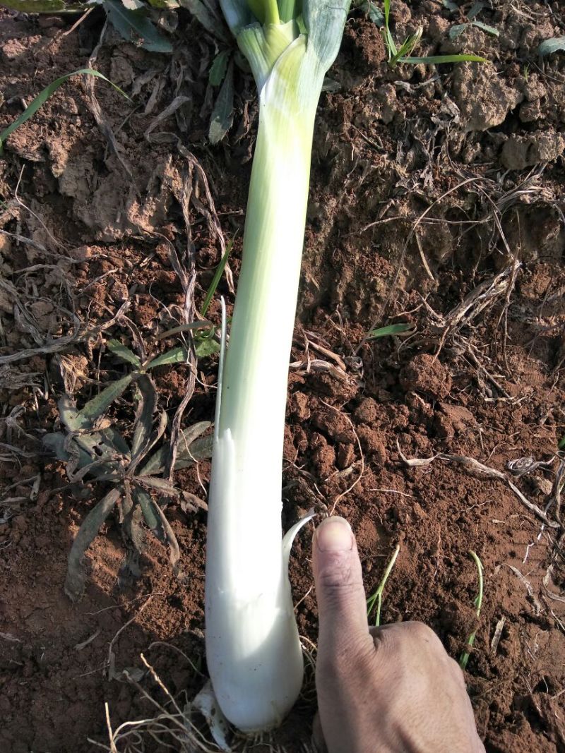 长白大葱30~40cm毛葱3cm左右