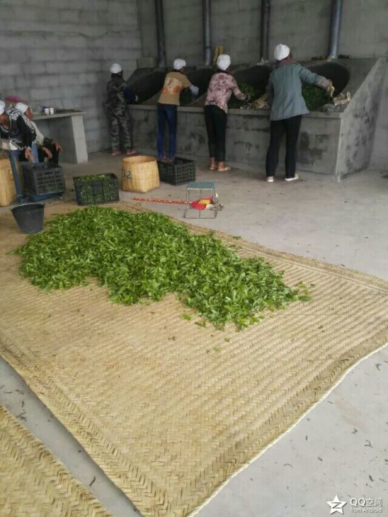 老树茶特级