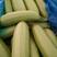 绿皮西葫芦0.4斤以上，暖棚西葫芦已大量上市，质量好，