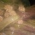 脆红李子树苗无病苗好，可签合同。