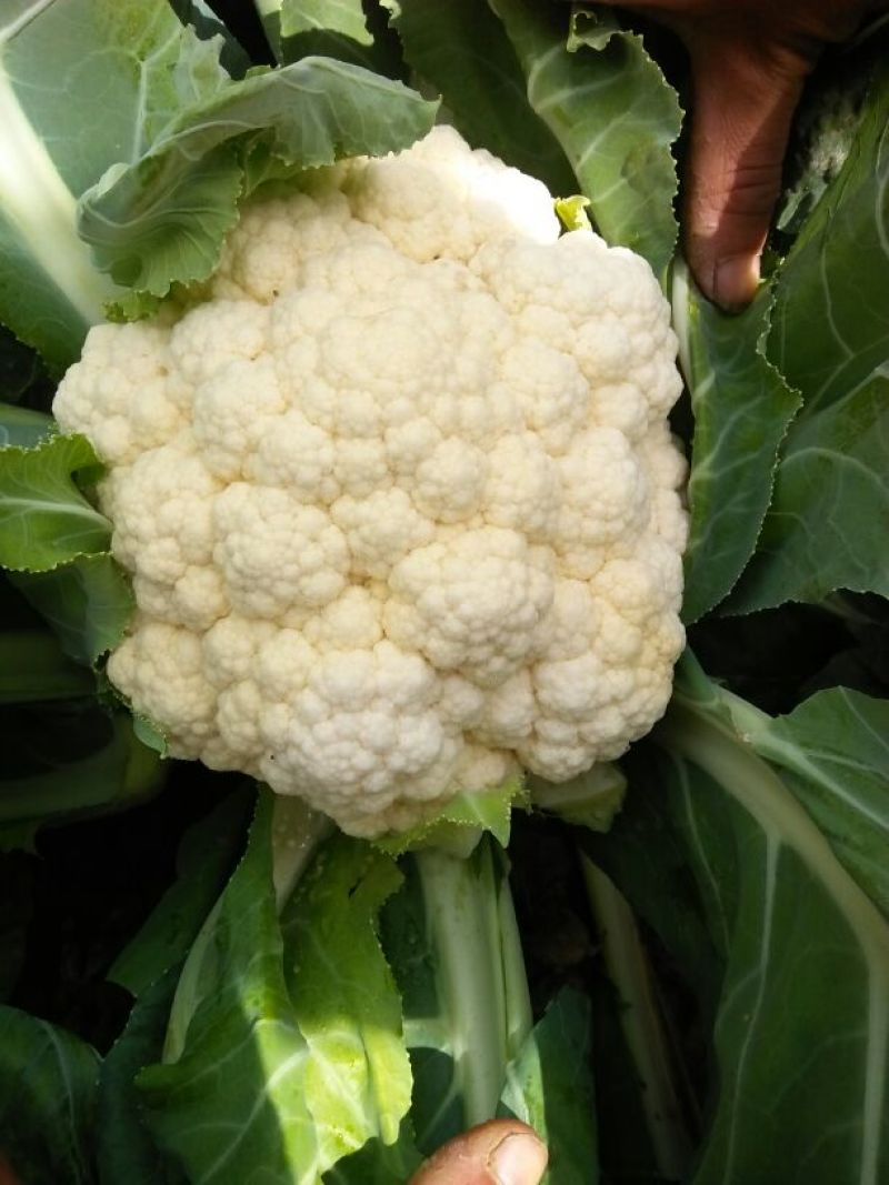 精品菜花，天天有货，产地直销，量大价优，物美价廉