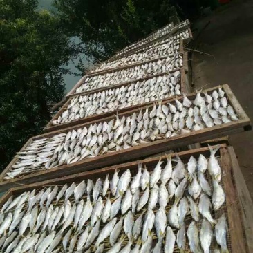 东江湖翘嘴白供应