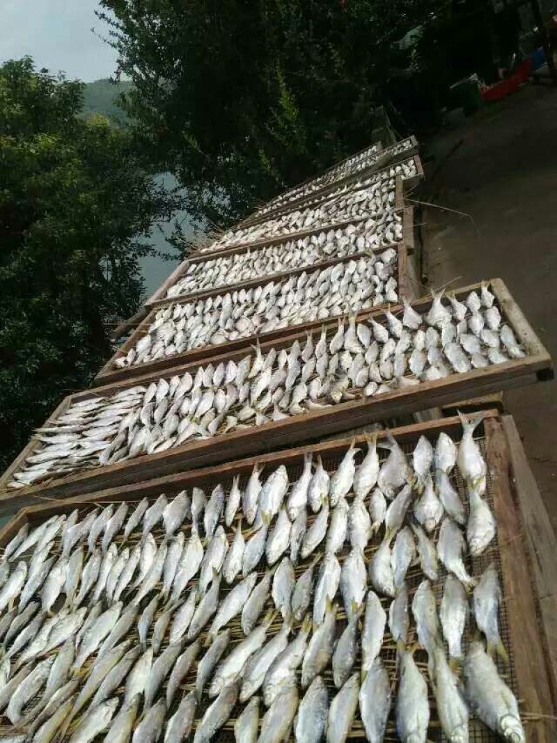 东江湖翘嘴白供应