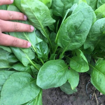 大叶菠菜25~30厘米