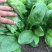 大叶菠菜25~30厘米