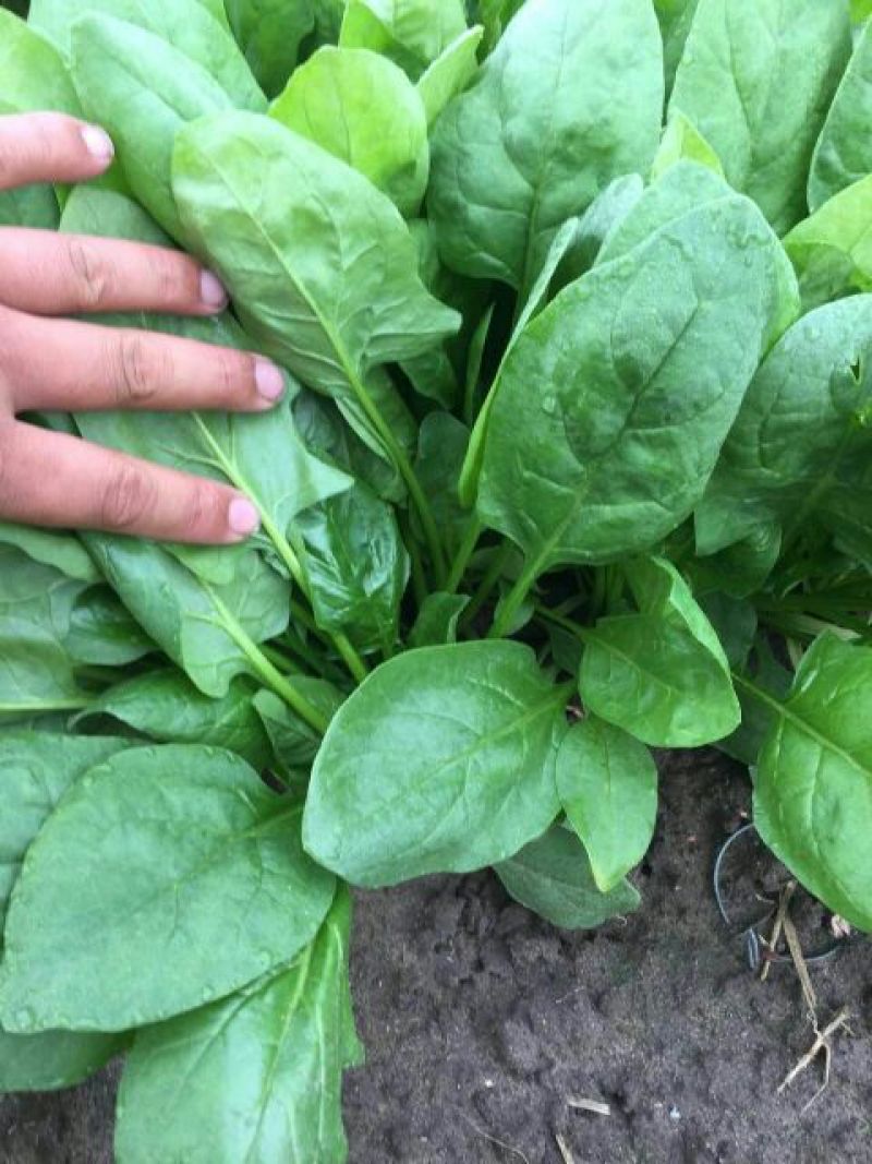 大叶菠菜25~30厘米
