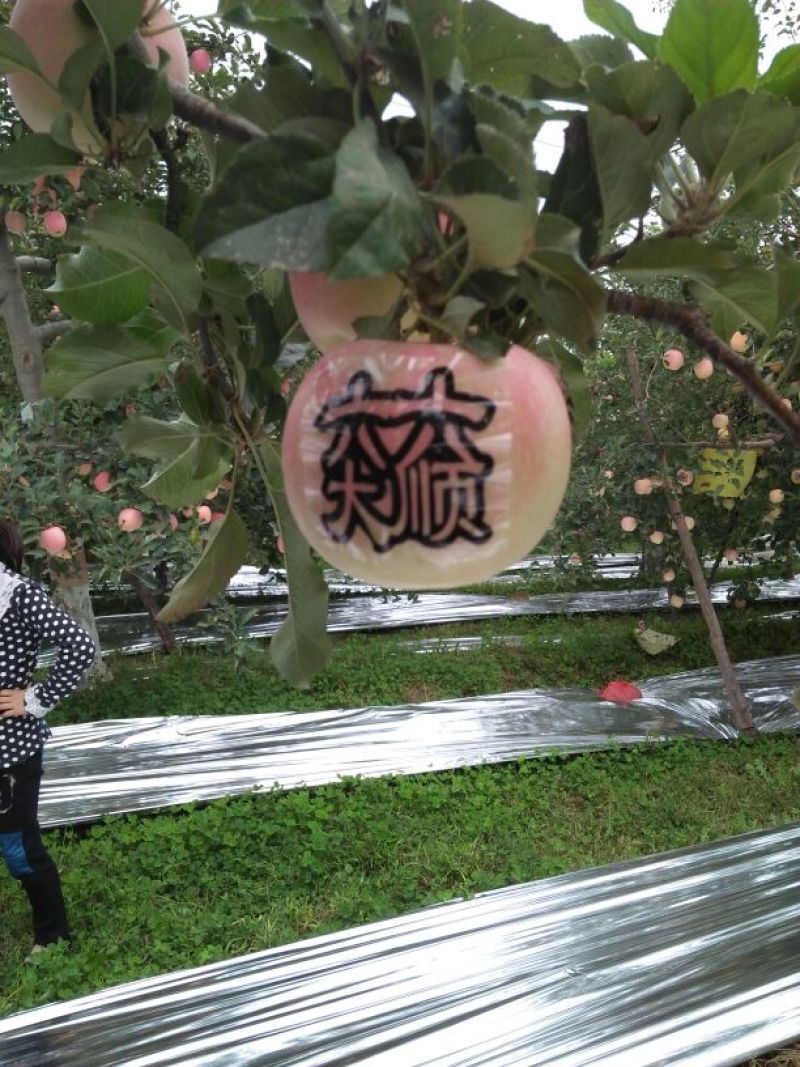 红富士苹果80mm以上甘肃平凉红富士苹果农民伯伯直销