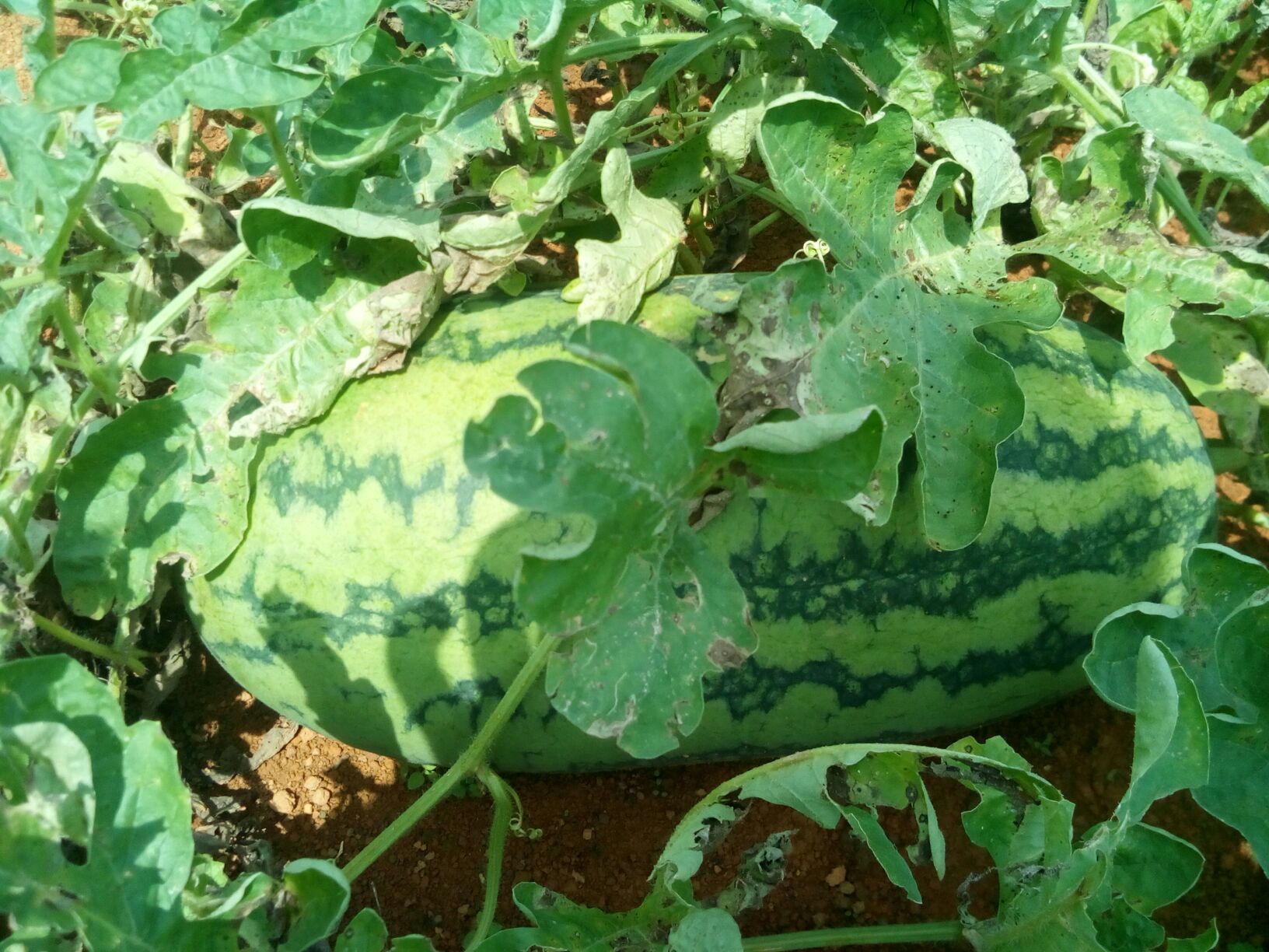 广西崇左市扶绥县小富西瓜 8斤打底 9成熟 2茬