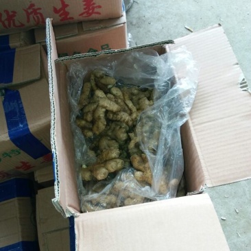 生姜2两以上带土