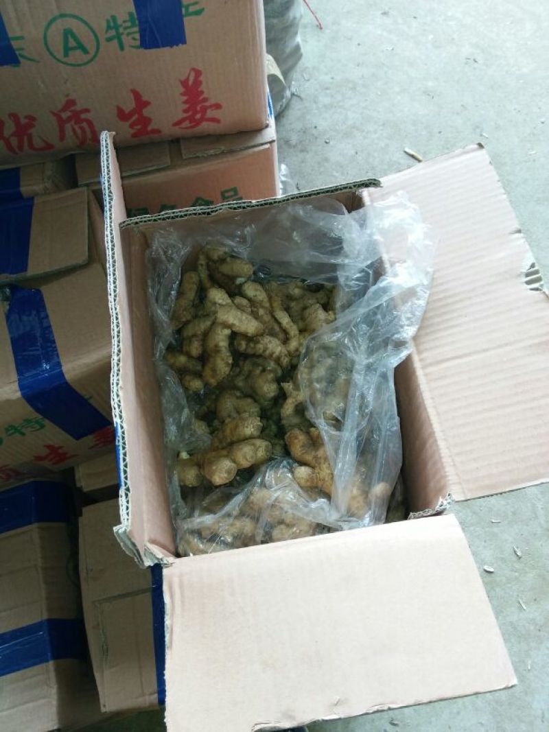 生姜2两以上带土