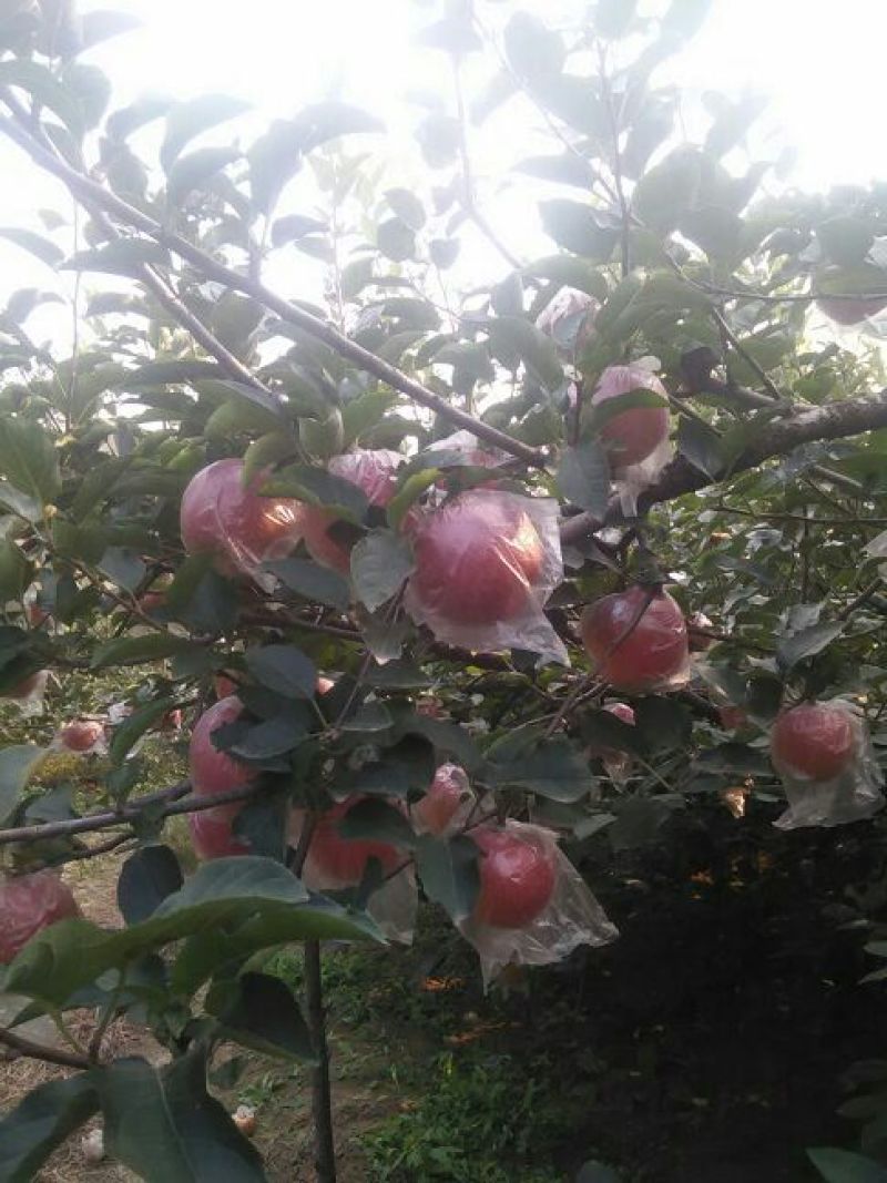 超红苹果75mm以上膜袋质量保证欢迎采购