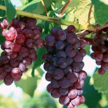 河北邢台市广宗县维多利亚葡萄 1~2斤 5%以下