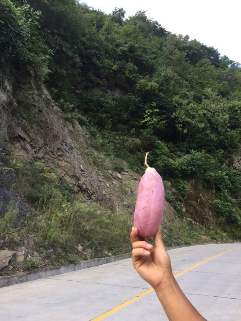 八月瓜