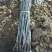 核桃苗二年苗50~100cm