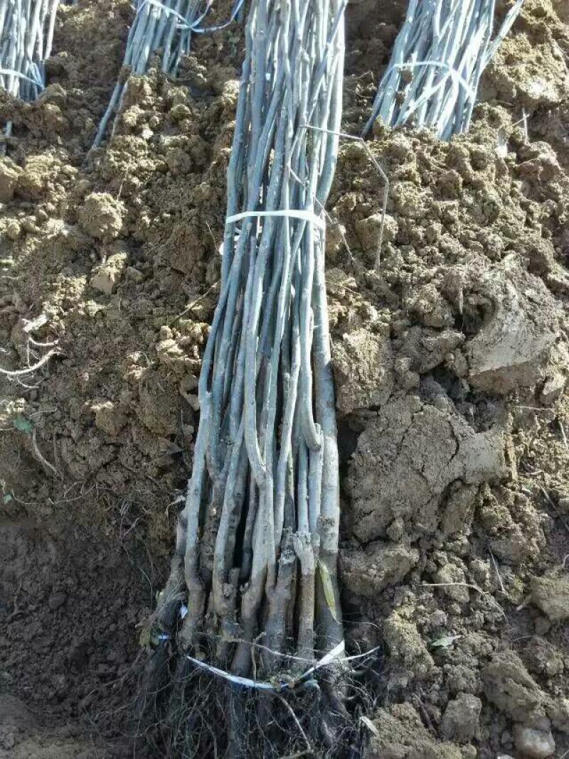 核桃苗二年苗50~100cm