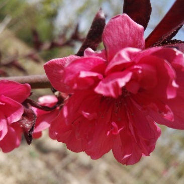 桃树2~4cm1.5~2米