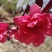 桃树2~4cm1.5~2米